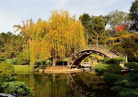 Moon Bridge Japanese Garden At Huntington Library And Botanical Garden