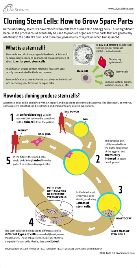 How Stem Cell Cloning Works Infographic Live Science