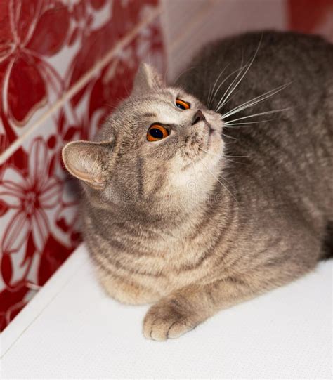 Amber Eyes Face Muzzle Silver Gold Tabby British Cat Chinchilla On A