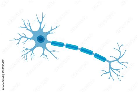 Human Neuron Structure Brain Neuron Cell Illustration Synapses