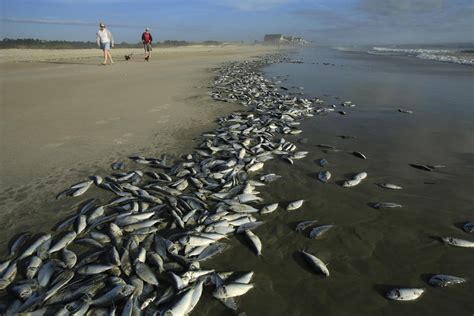 Thousands Of Dead Fish Wash Ashore In Sc Photo 1 Cbs News