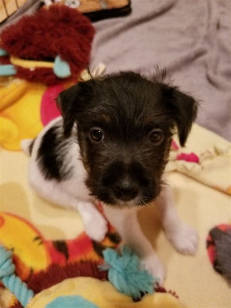 Jack Russell Terrier Puppies For Sale | Lake Elsinore, CA ...