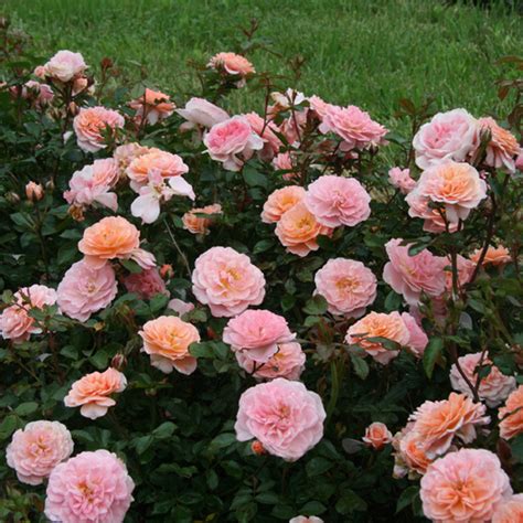 Drift roses are often referred to as ground cover roses, making them great for landscape beds and containers, or as a. 'Apricot Drift' Rose - FineGardening
