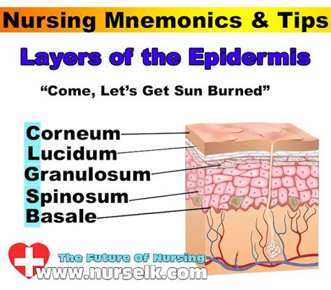 Epidermis Layers Mnemonic