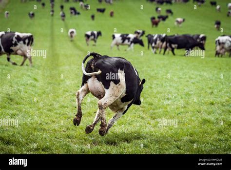 Happy Cow Jumping Down A Green Field In The Spring On The First Day Out