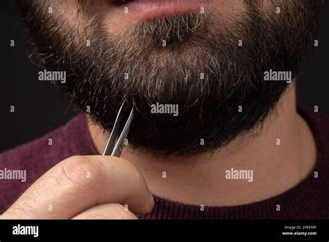 Macro Of Bearded Man Painfully Pulling Out Gray Hair From Thick Black