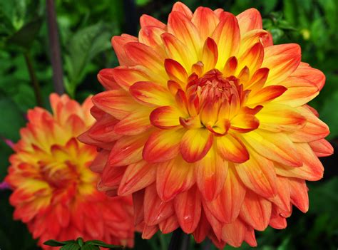 Fonds Decran Dahlias En Gros Plan Orange Deux Fleurs Télécharger Photo