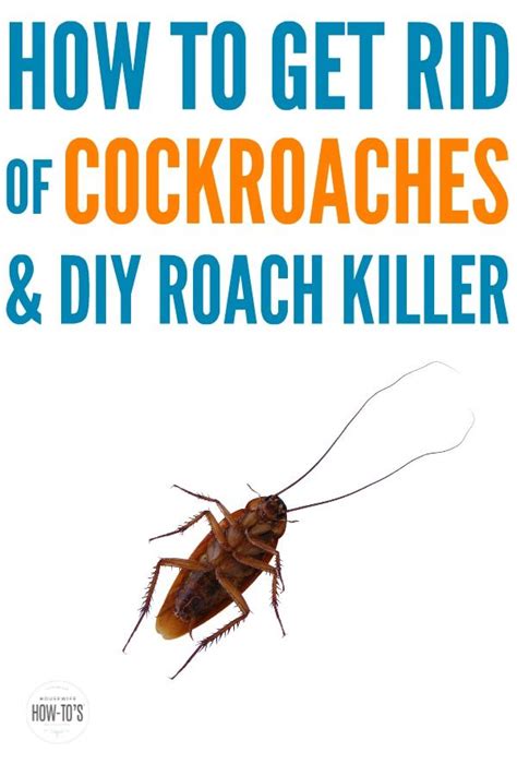 Saw A Cockroach These Natural Steps Stop Infestations Fast