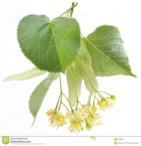 Flowers of linden-tree | Linden tea, Linden tree, Medicinal herbs