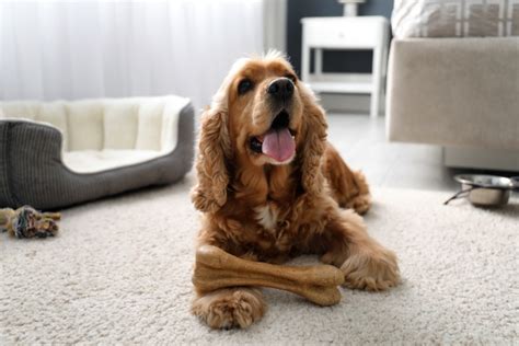 What Is Dog Allergy Testing — Signs You Need To Check Hypoallergenic Dog