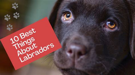 10 Best Things About Labradors Youtube