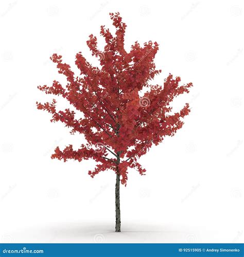 Young Red Autumn Maple Tree Isolated On White 3d Illustration Stock