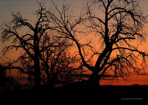 Naked Tree In Color II Photograph By Mike Loudermilk Fine Art America