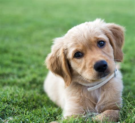 What Do I Need For A Golden Retriever Puppy