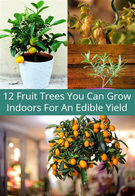 Maybe you would like to learn more about one of these? 12 Fruit Trees You Can Grow Indoors For An Edible Yield ...