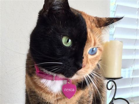 Meet Venus The Chimera Cat And Internet Star Two Faced Cat Cats