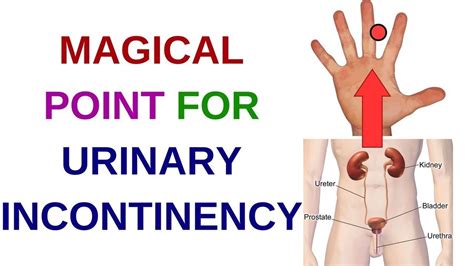 Acupressure Points For Urinary Problems Urinary Incontinence