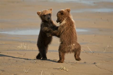 Theres Nothing Like Cute Dancing Animals