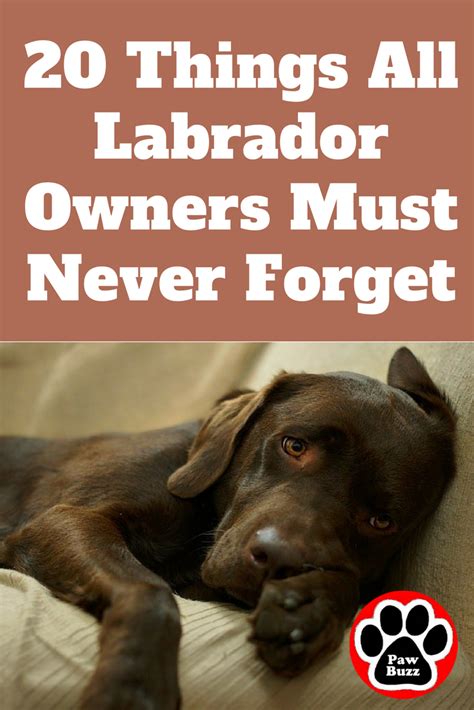 20 Things All Labrador Owners Must Never Forget The Last One Brought