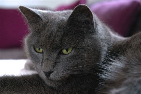 Grey Cat With Green Eyes Free Image Download