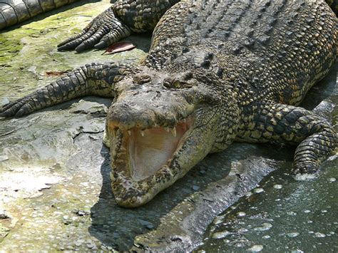 Estuarine Crocodile Crocodylus Porosus Miri Crocodile Fa Flickr