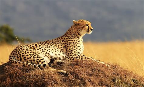 Big cats may steal the show when it comes to african wildlife viewing, but african wild cats come in all shapes and sizes. Top Six Africa Safari Spots To Spot Big Cats