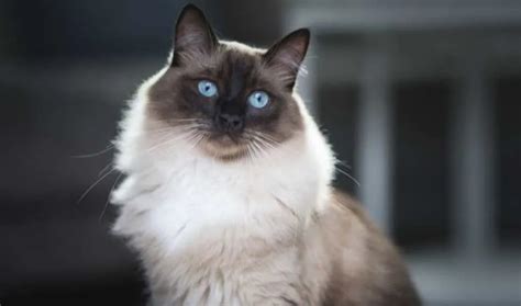 ragdoll cat weight by age full guide my british shorthair