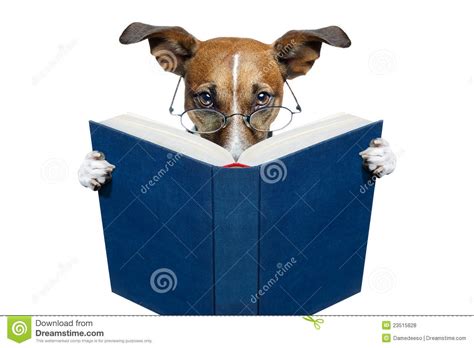 Dog Reading A Book Royalty Free Stock Photos Image 23515828