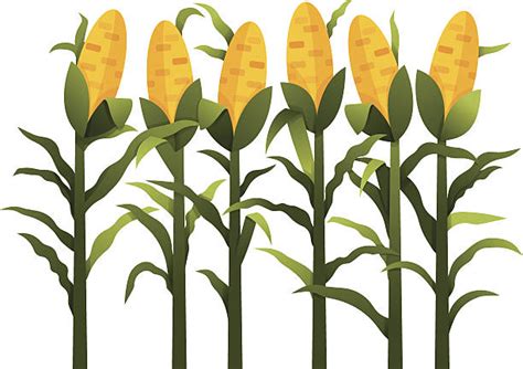 Clipart Of Corn Stalks 10 Free Cliparts Download Images On Clipground