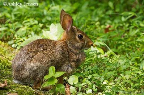 Tennessee Watchable Wildlife Appalachian Cottontail Hunted