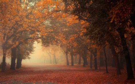 2902675 Nature Photography Landscape Mist Road Fall Morning Leaves