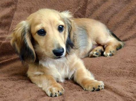 11 Of The Cutest Mixed Breed Puppies Golden Dachshund English Cream