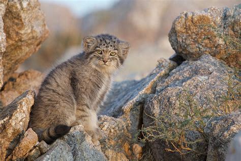 Pallass Cat Kitten South Gobi Desert Mongolia Photograph By Valeriy