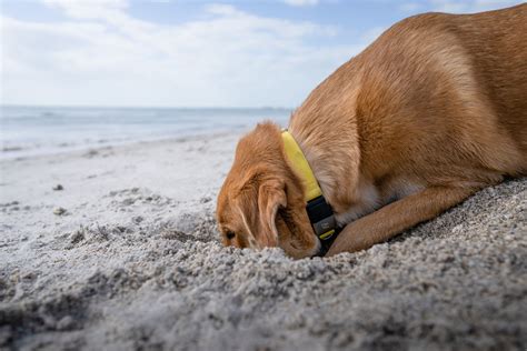 The Fascinating Behavior Why Do Dogs Bury Bones