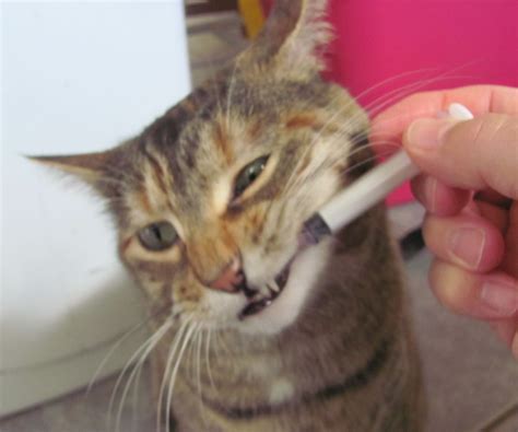 How To Give A Cat Liquid Medicine With Pictures Instructables