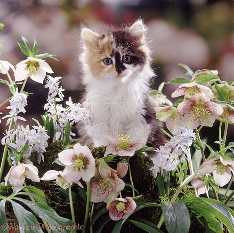 Fluffy Calico Kitten Among Flowers Photo Wp37761