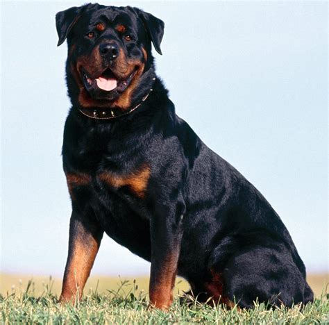 Rottweiler Dog Interesting Facts And New Pictures All Wildlife