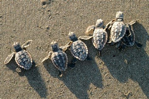 Sea Turtles The Intersection Baby Sea Turtles Sea Turtle Baby Turtles