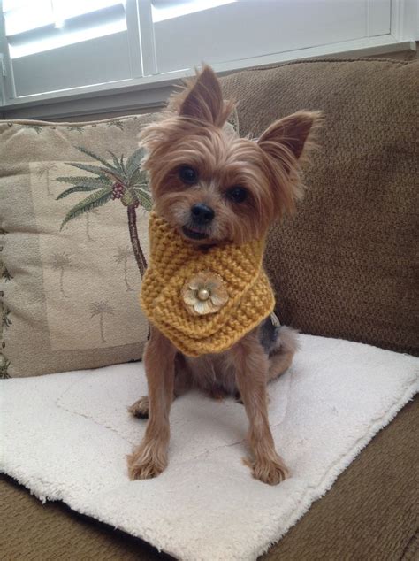 Hand Knit Dog Scarf Yellow Knitted Pet Neck Wear Crochet Pet Etsy