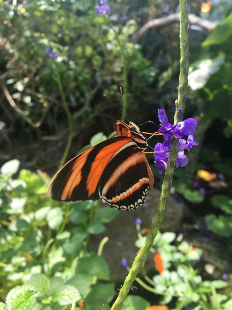The Butterfly Garden In The Aquarium Tennessee Aquarium Facebook