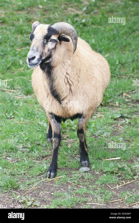 Female Mouflon Wild Sheep Stock Photo Alamy