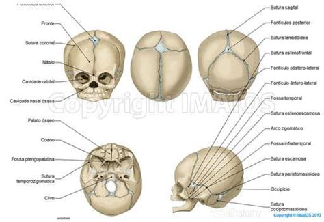 Cranium Newborn Fontanelles Anterior Fontanelle Posterior