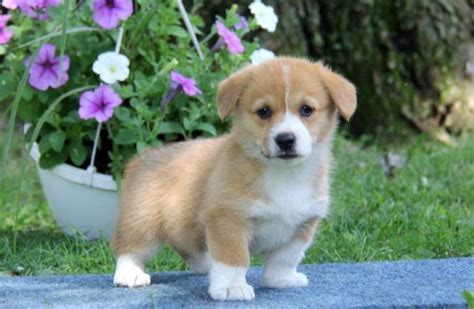 The welsh corgi is a small type of herding dog that originated in wales. Pembroke Welsh Corgi Puppies For Sale | Houston, TX #250152