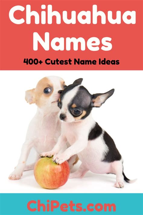 Over 400 Of The Cutest Female Chihuahua Names Chi Pets Chihuahua