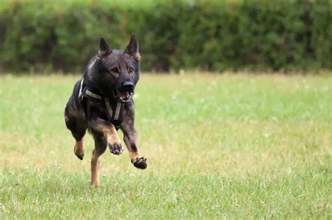 How Fast Can A German Shepherd Run Read This First Animals Hq