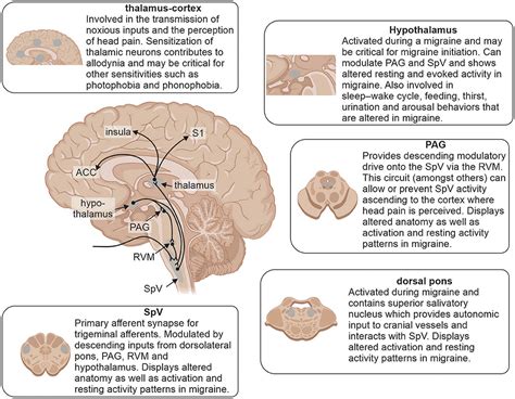 Frontiers Chronic Migraine Pathophysiology And Treatment A Review Of