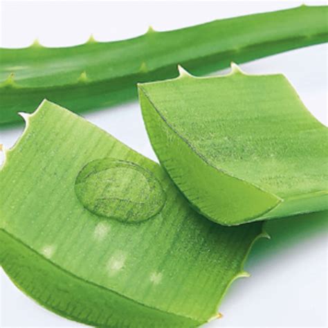 Researchers Set To Determine Medicinal Value Of Aloe Vera Plant The