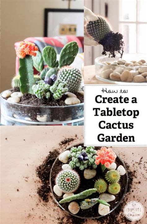 15 Awesome Mini Cactus Gardens