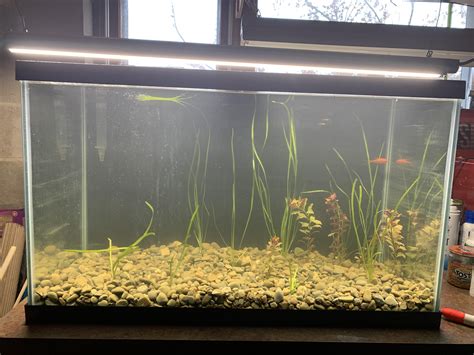 Found A Woman Selling This 60 Gallon Tank On Facebook For 20 Brought