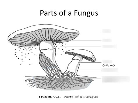 Parts Of A Fungus Diagram Diagram Quizlet